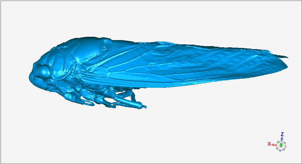 Insekten 3D Scan